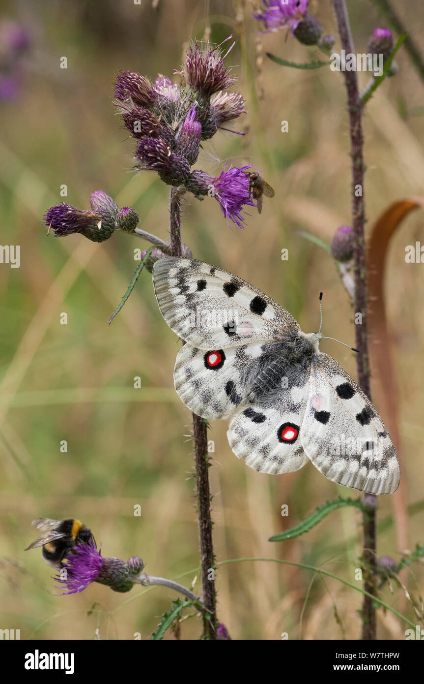 Apollo di montagna (Parnassius apollo) Turunmaa, Finlandia sudoccidentale, Luglio. Foto Stock