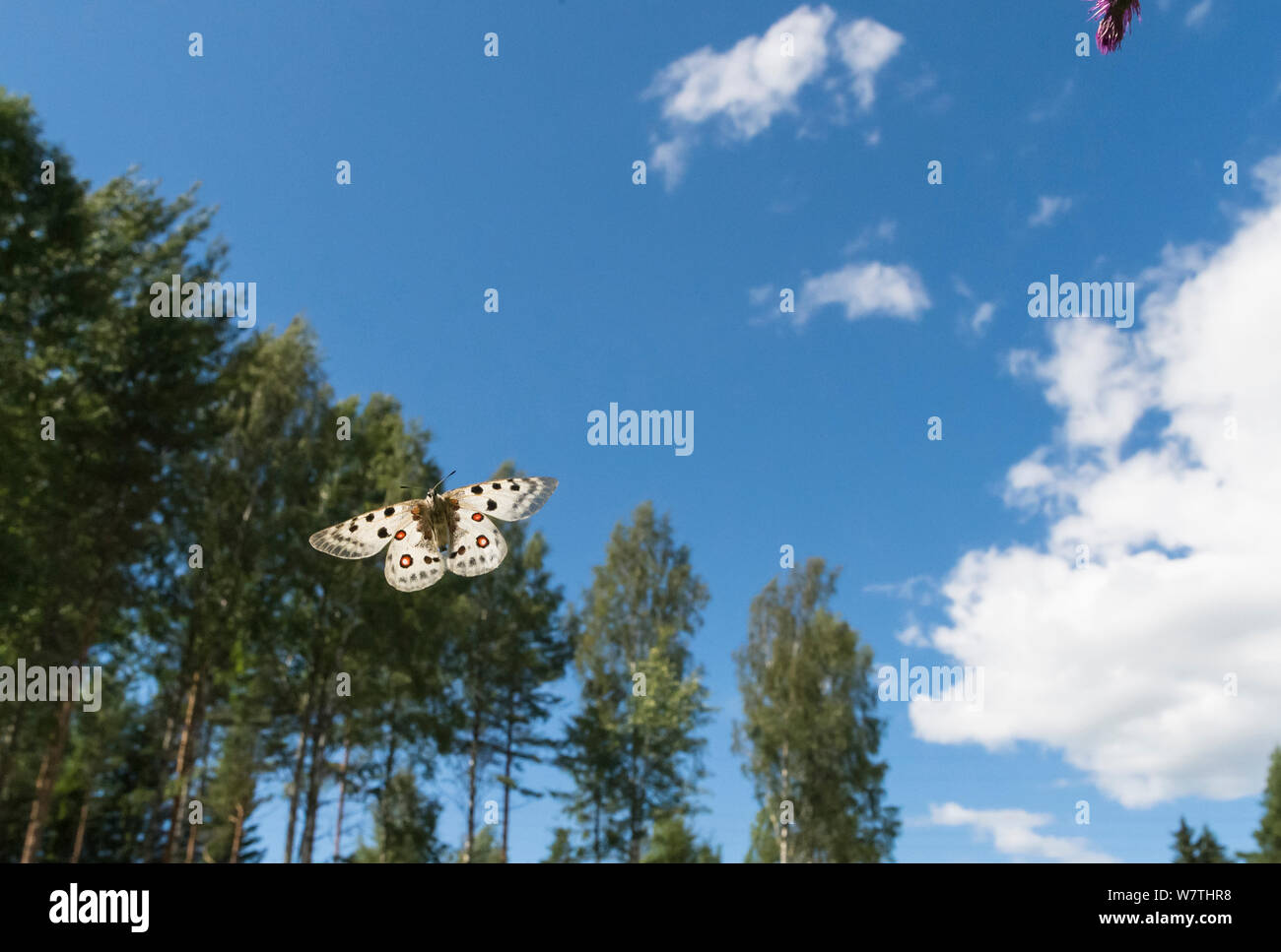 Mountain Apollo butterfly (Parnassius apollo) in volo, Finlandia sudoccidentale, Luglio. Foto Stock