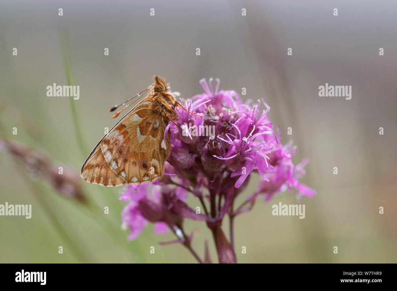 Mountain Fritillary butterfly (Boloria napaea) Lapponia, Finlandia, Luglio. Foto Stock