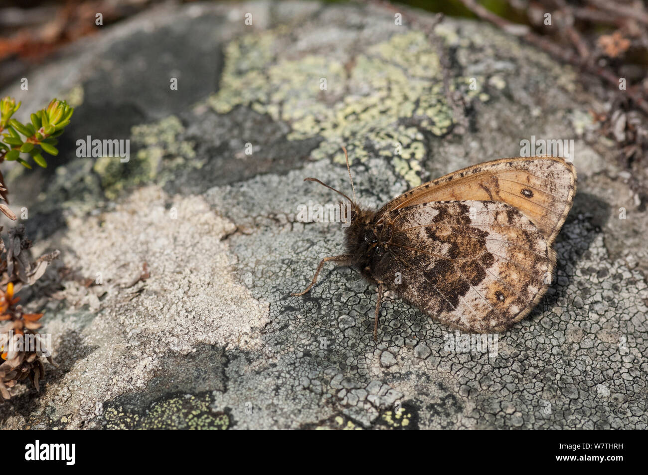 Norse Temolo butterfly (Oeneis norna) in appoggio su di una pietra, Lapponia, Finlandia, Luglio. Foto Stock