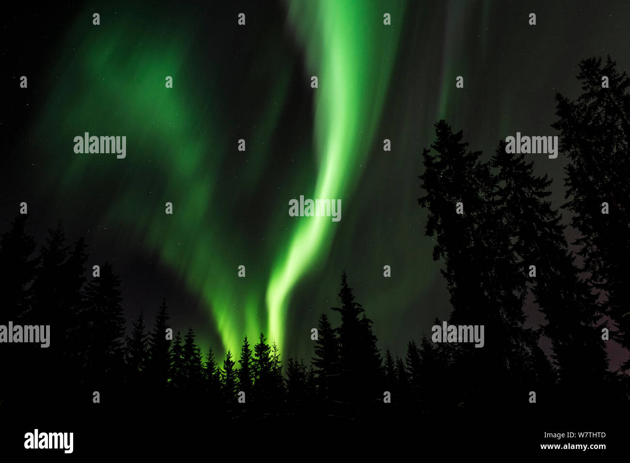 Luci del nord sulla foresta, Finlandia centrale, Marzo 2013 Foto Stock