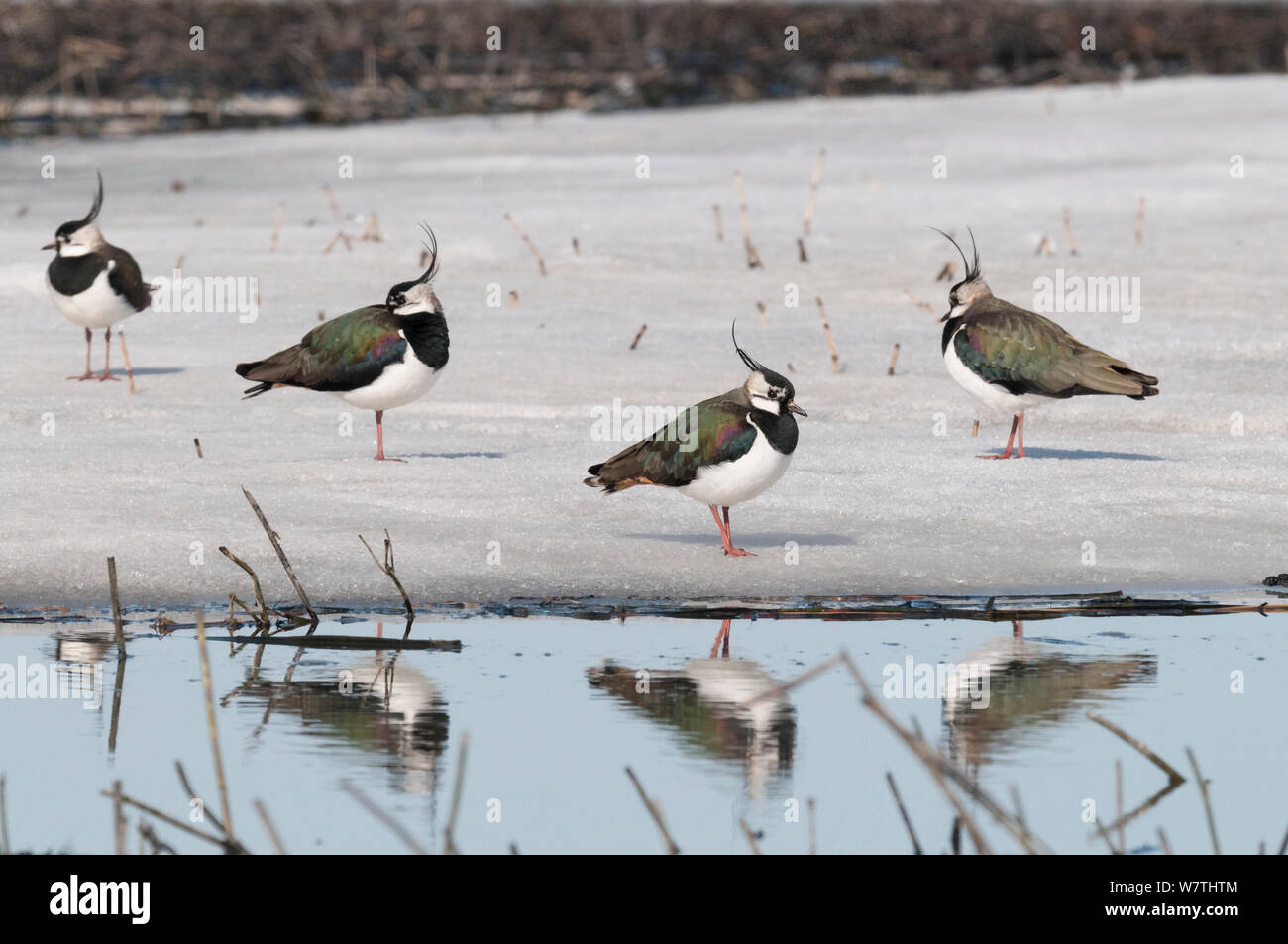 Northern Lapwings (Vanellus vanellus) sulla spiaggia, Finlandia centrale, Aprile. Foto Stock