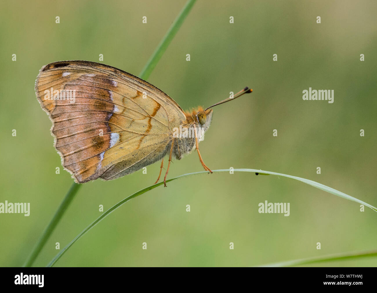 Pallas' Fritillary butterfly (Argynnis laodice) femmina su erba, Finlandia meridionale, Agosto. Foto Stock