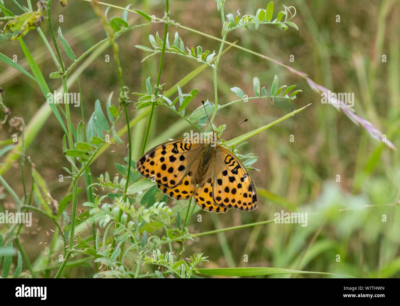 Pallas' Fritillary butterfly (Argynnis laodice) femmina, Finlandia meridionale, Agosto. Foto Stock