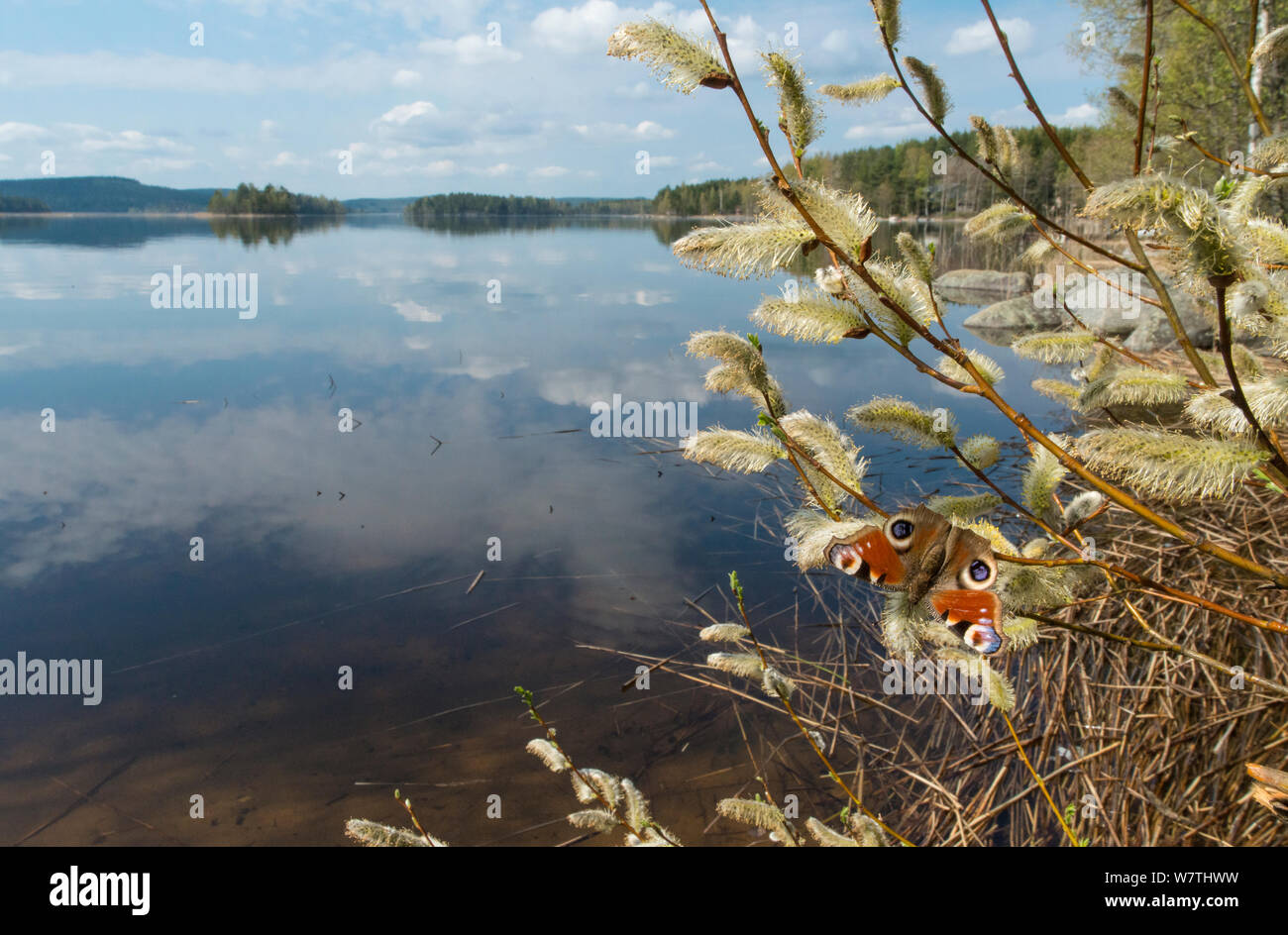 Farfalla pavone (Inachis io) su willow dal lago, Finlandia, maggio. Foto Stock