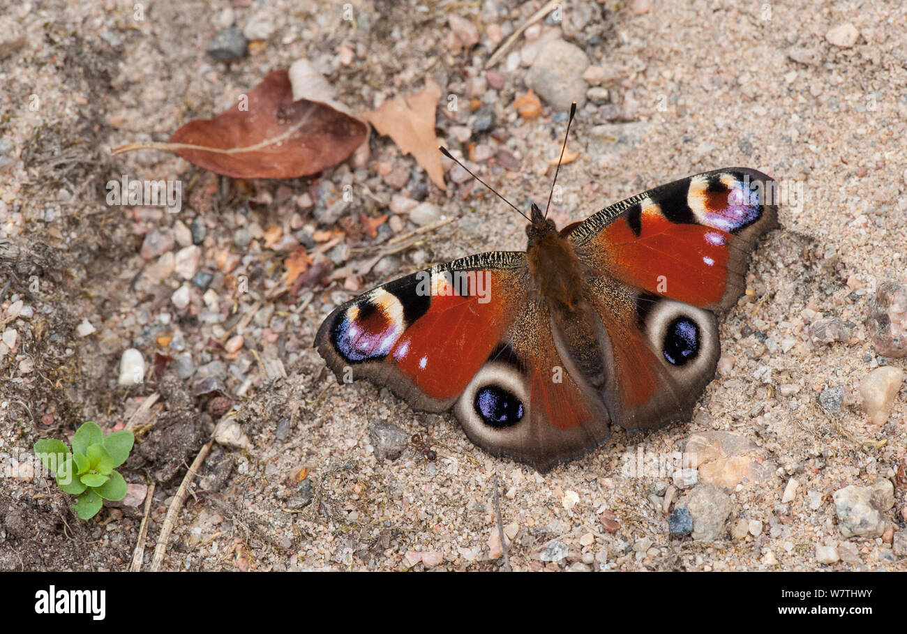 Farfalla pavone (Inachis io) con una formica, Finlandia, Luglio. Foto Stock