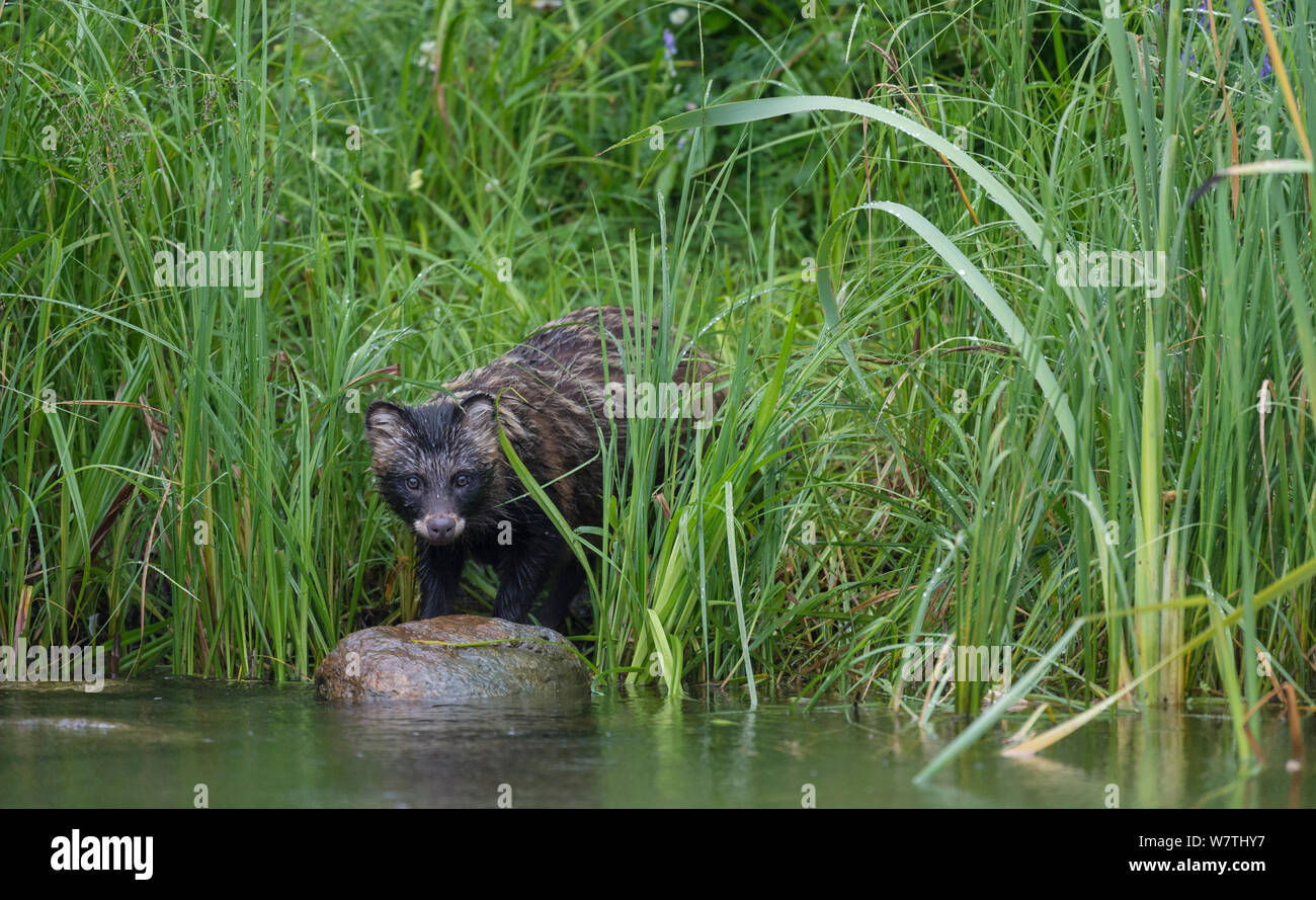 Cane procione (Nyctereutes procyonoides ussuriensis) specie invasive, nativo di Siberia orientale, Pirkanmaa, Finlandia, Luglio. Foto Stock