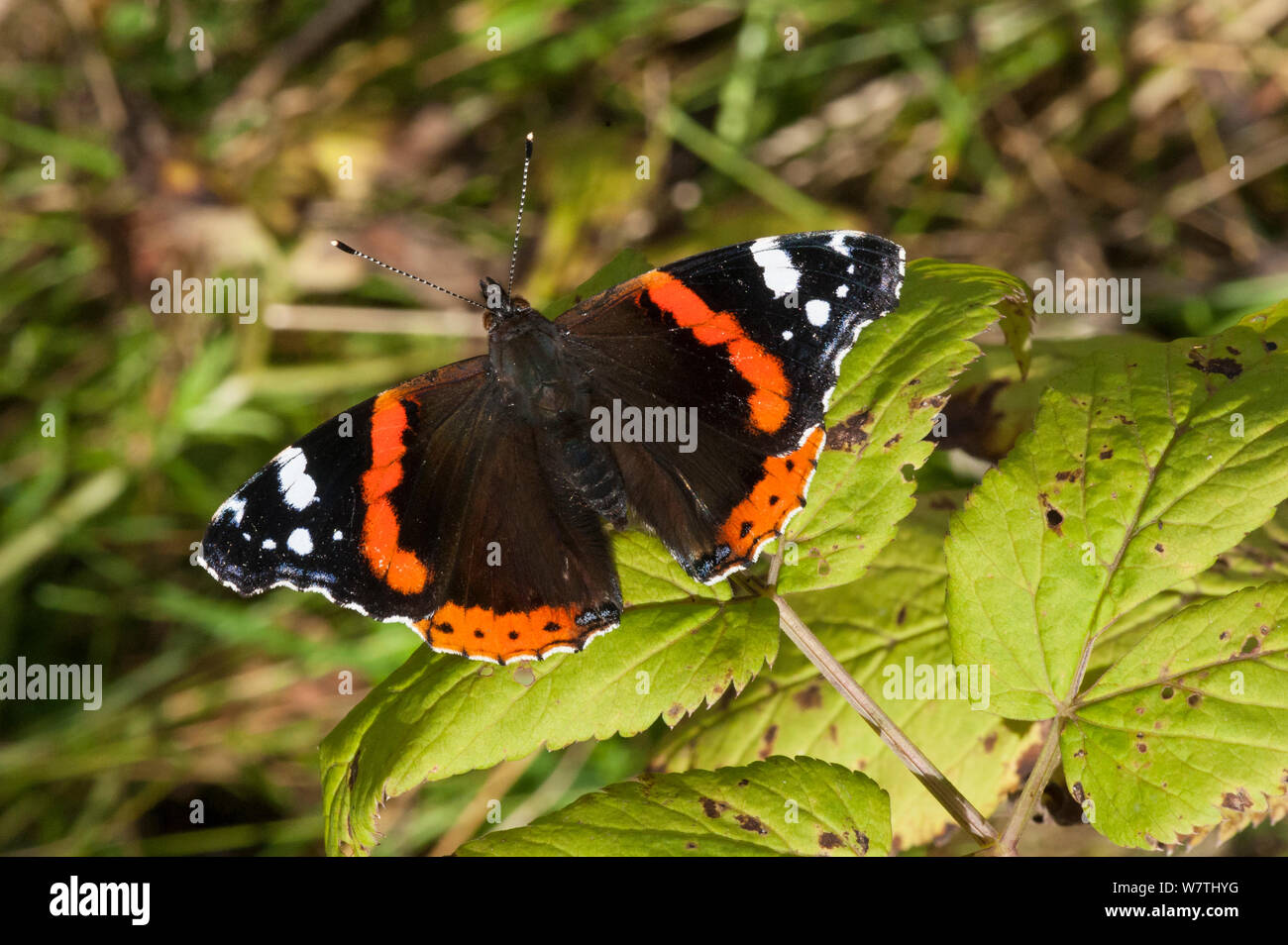 Red Admiral butterfly (Vanessa Atalanta) della Karelia del sud, sud della Finlandia, settembre. Foto Stock