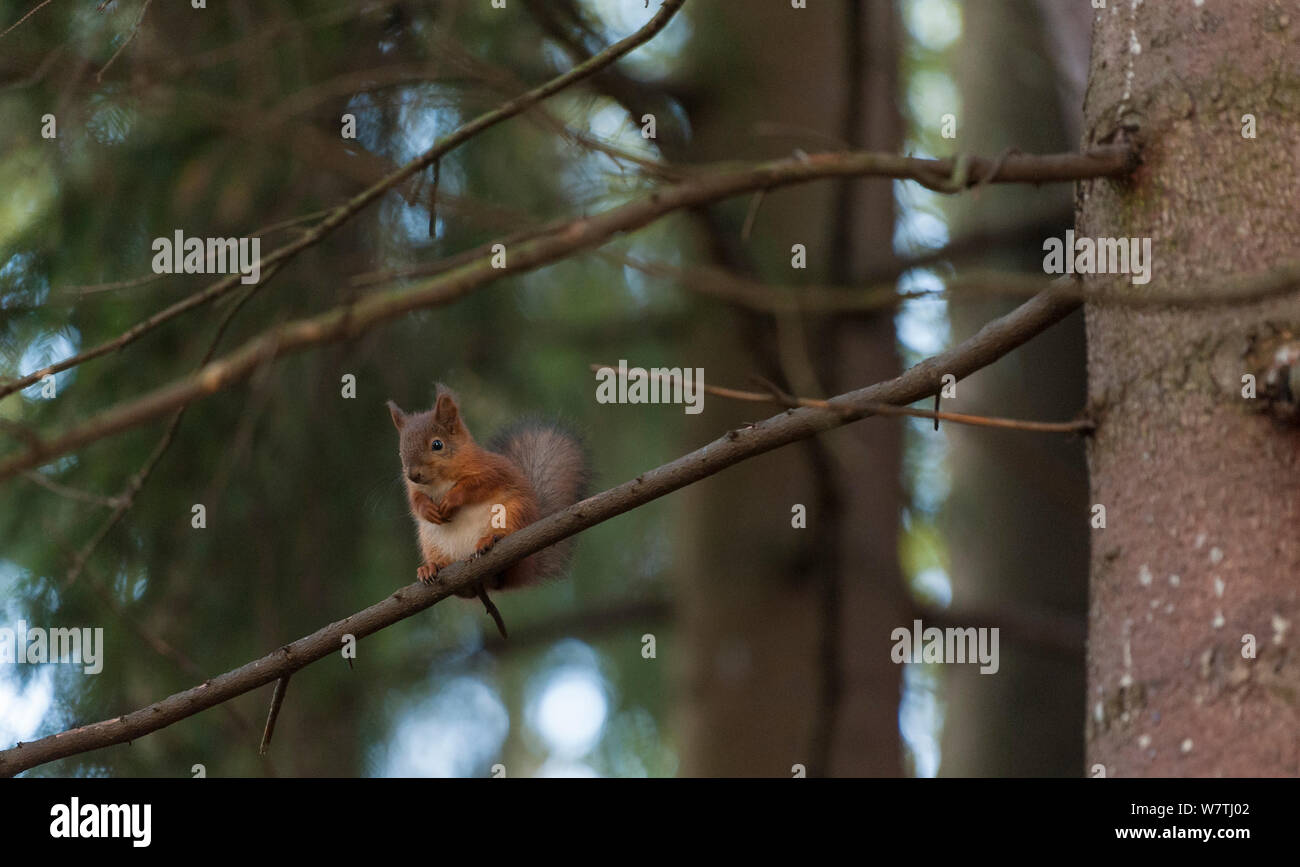 Red scoiattolo (Sciurus vulgaris) sul ramo. Finlandia meridionale, Ottobre. Foto Stock