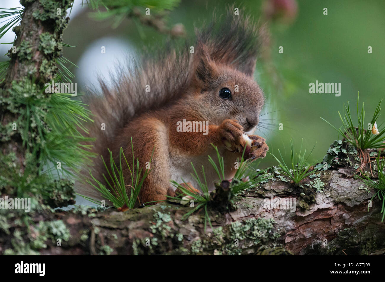 Red scoiattolo (Sciurus vulgaris) in estate di alimentazione di rivestimento sul dado centrale della Finlandia, Giugno. Foto Stock