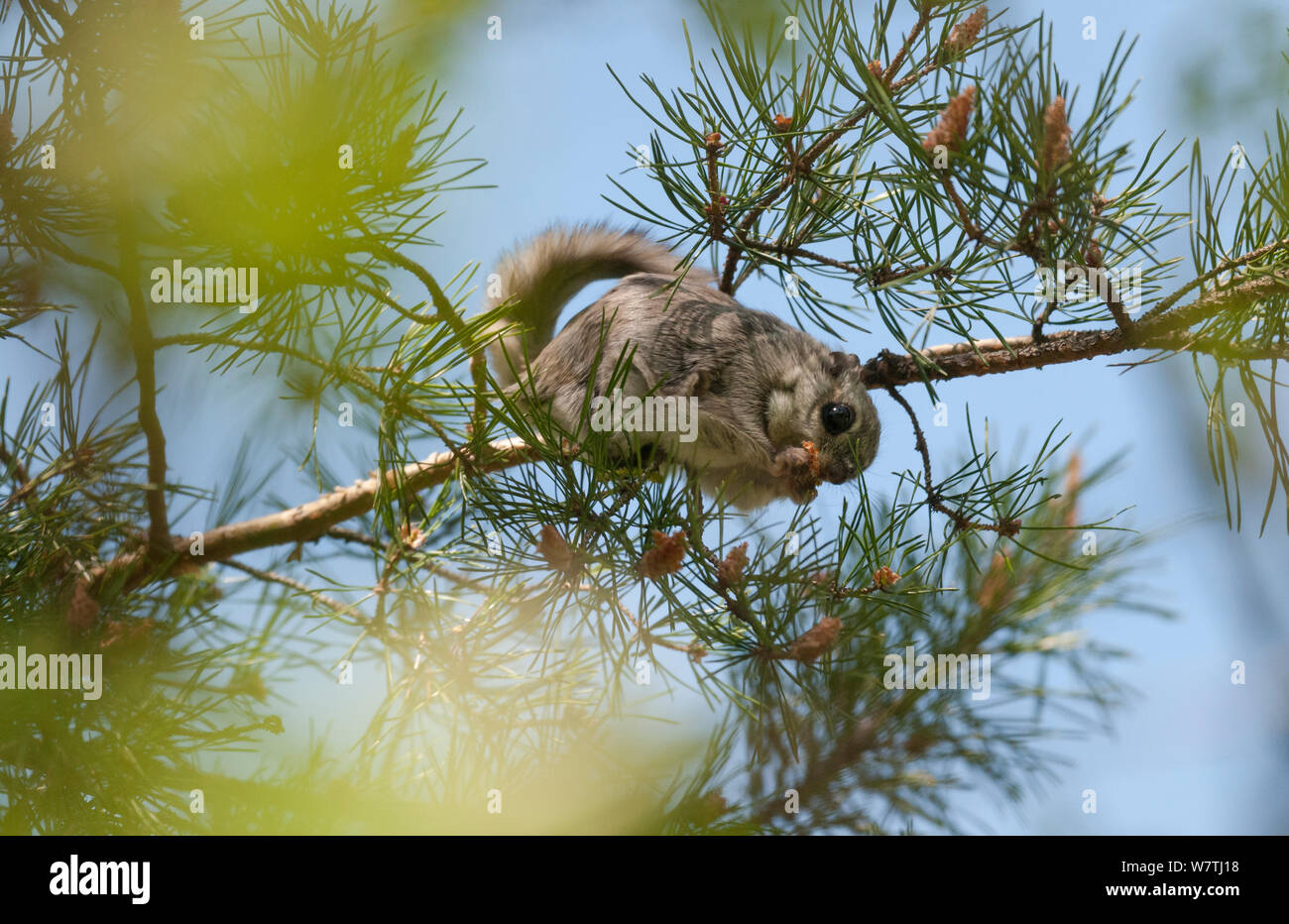 Siberian scoiattolo battenti (Pteromys volans) femmina adulta in un pino mangiare fiori, Finlandia centrale, maggio. Foto Stock