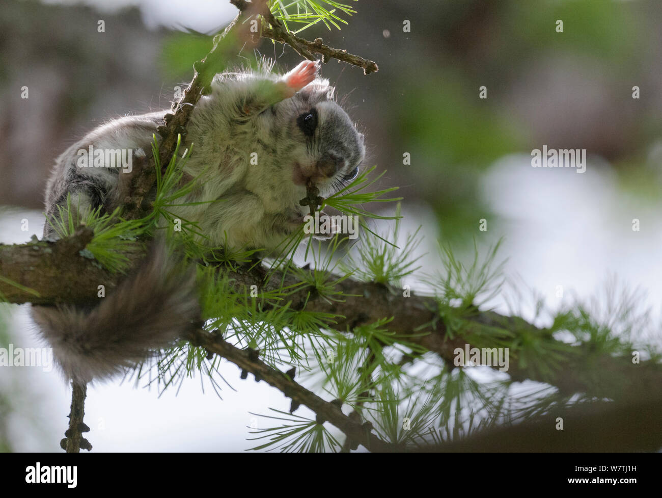 Siberian scoiattolo battenti (Pteromys volans) femmina adulta, Finlandia centrale, maggio. Foto Stock