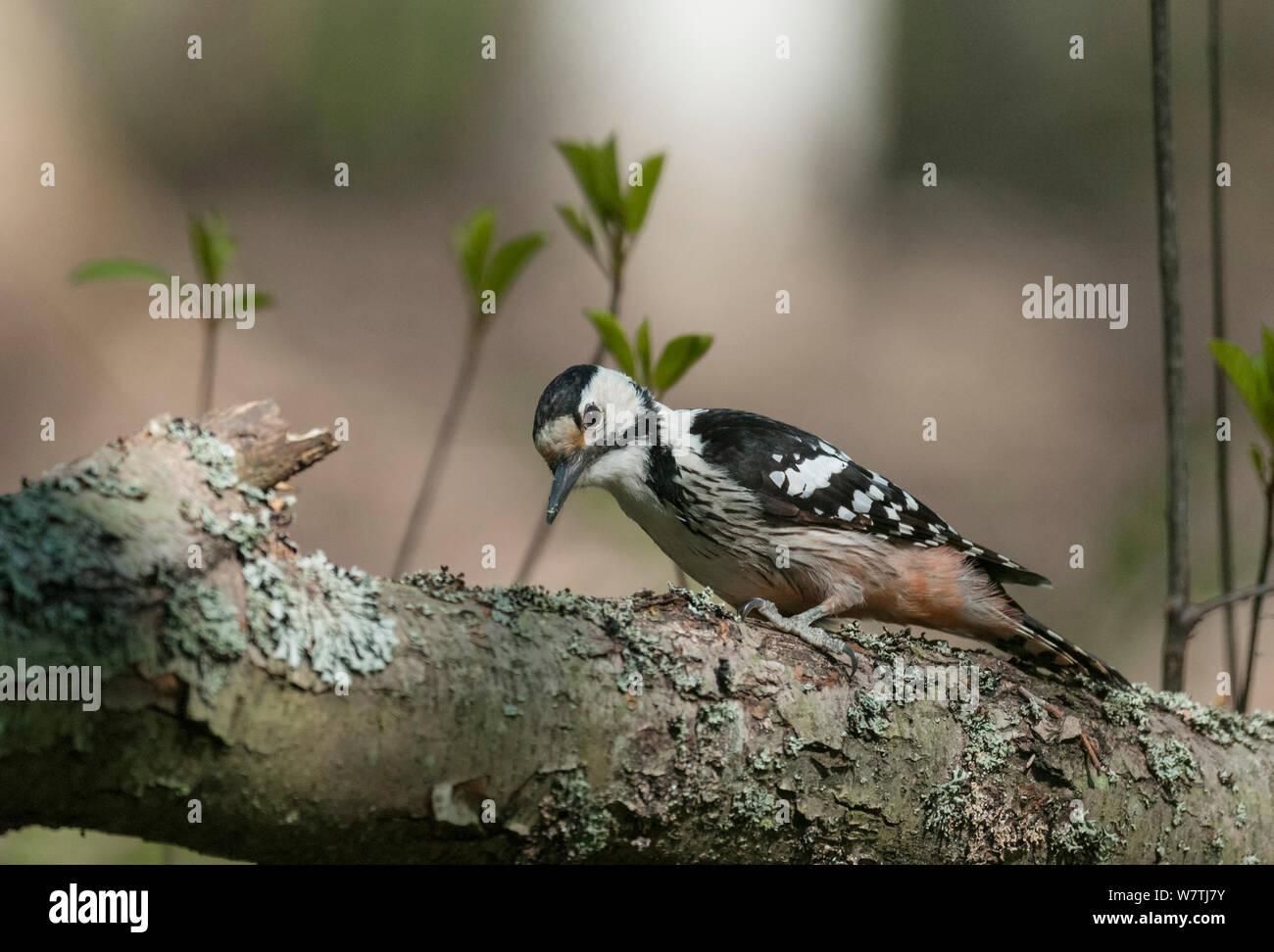 White-backed Picchio Rosso (Dendrocopos leucotos leucotos) femmina sui licheni ramo coperti, Finlandia meridionale, maggio. Foto Stock