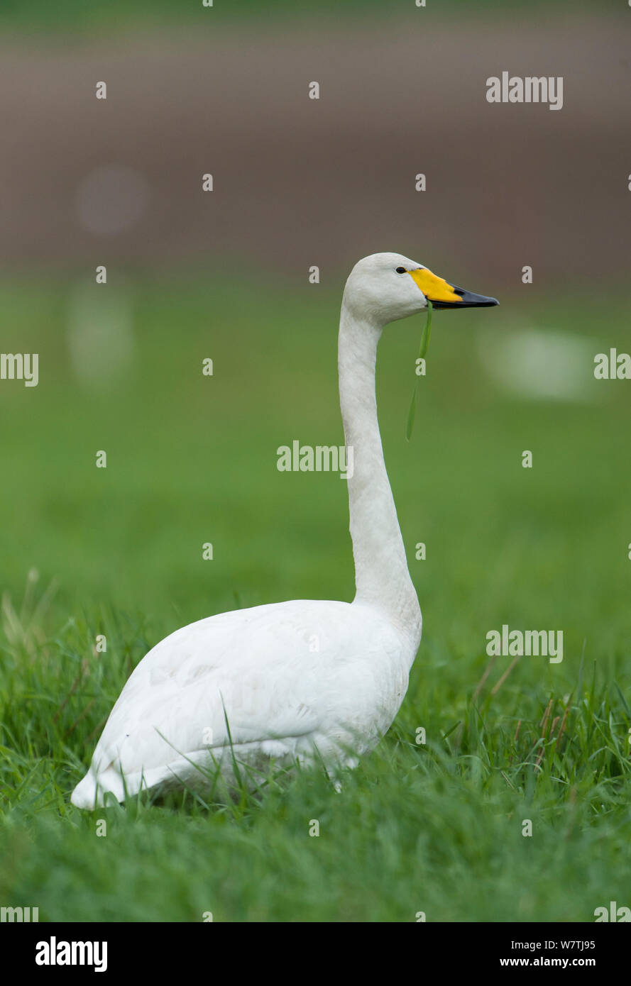 Whooper Swan (Cygnus cygnus) ritratto di adulto, Finlandia centrale, maggio. Foto Stock