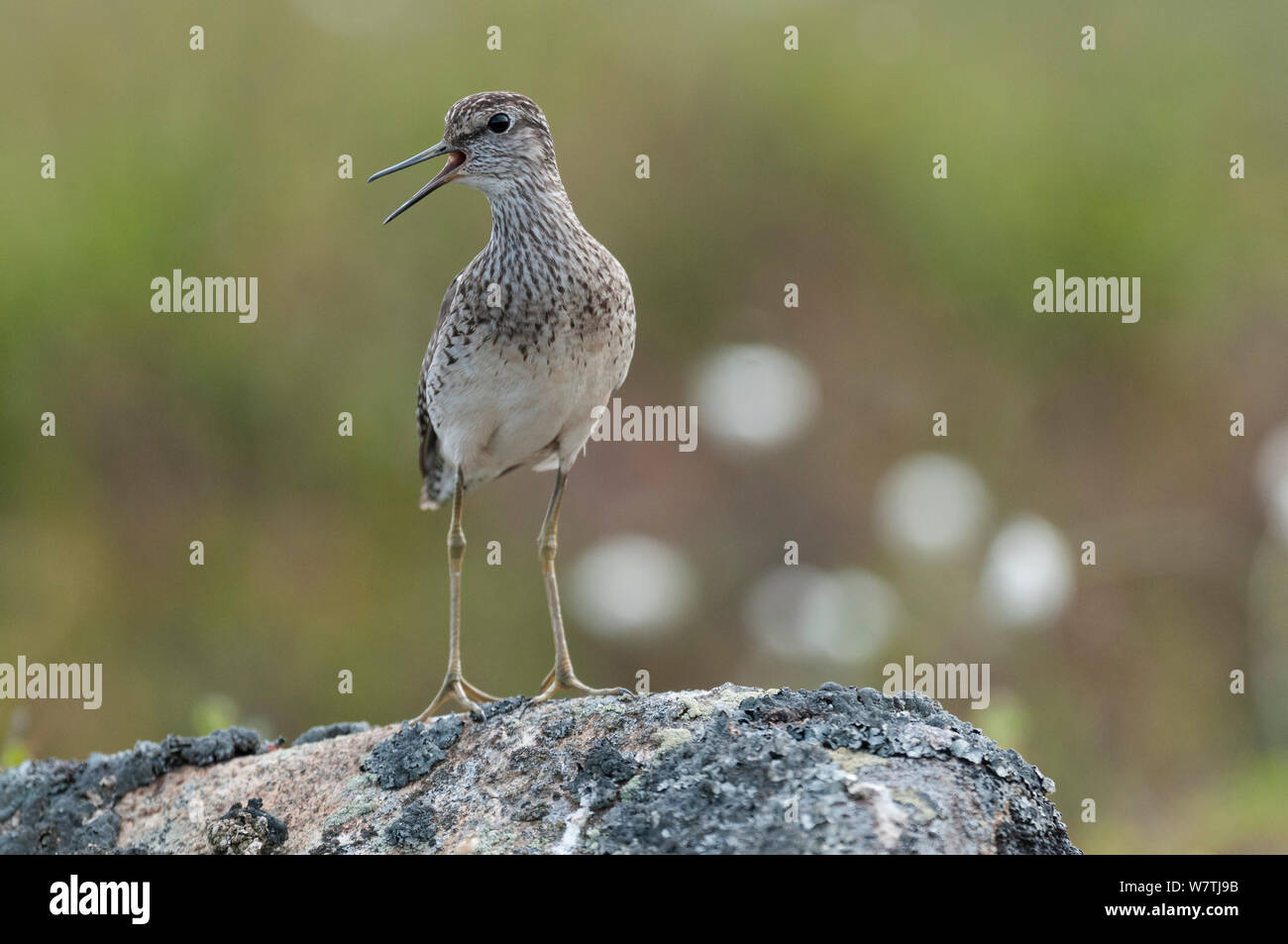 Wood sandpiper (Tringa glareola) chiamando, Lapponia, Finlandia, Giugno. Foto Stock