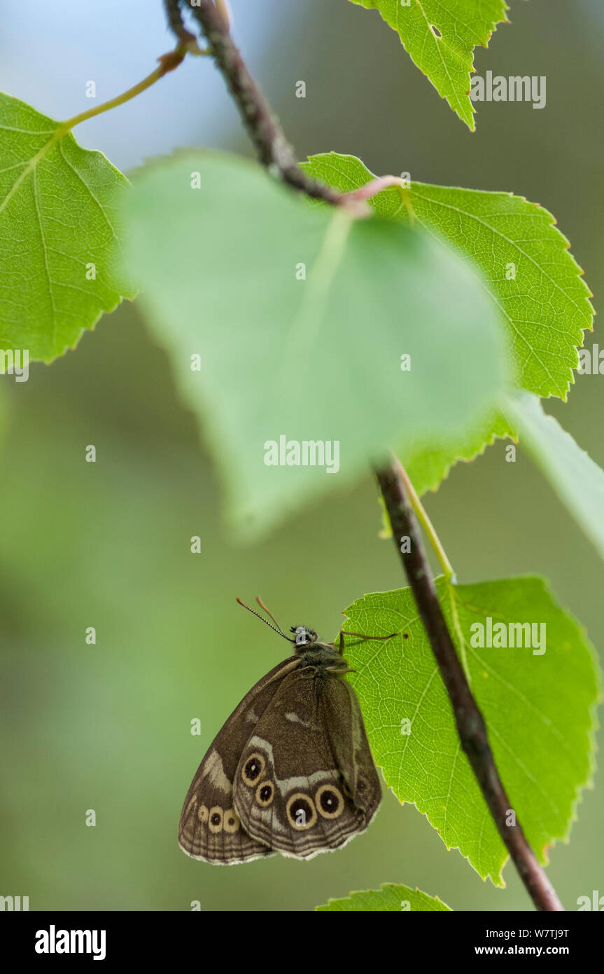 Woodland brown butterfly (Lopinga achine) Kanta-Hame, Finlandia meridionale, Luglio. Foto Stock