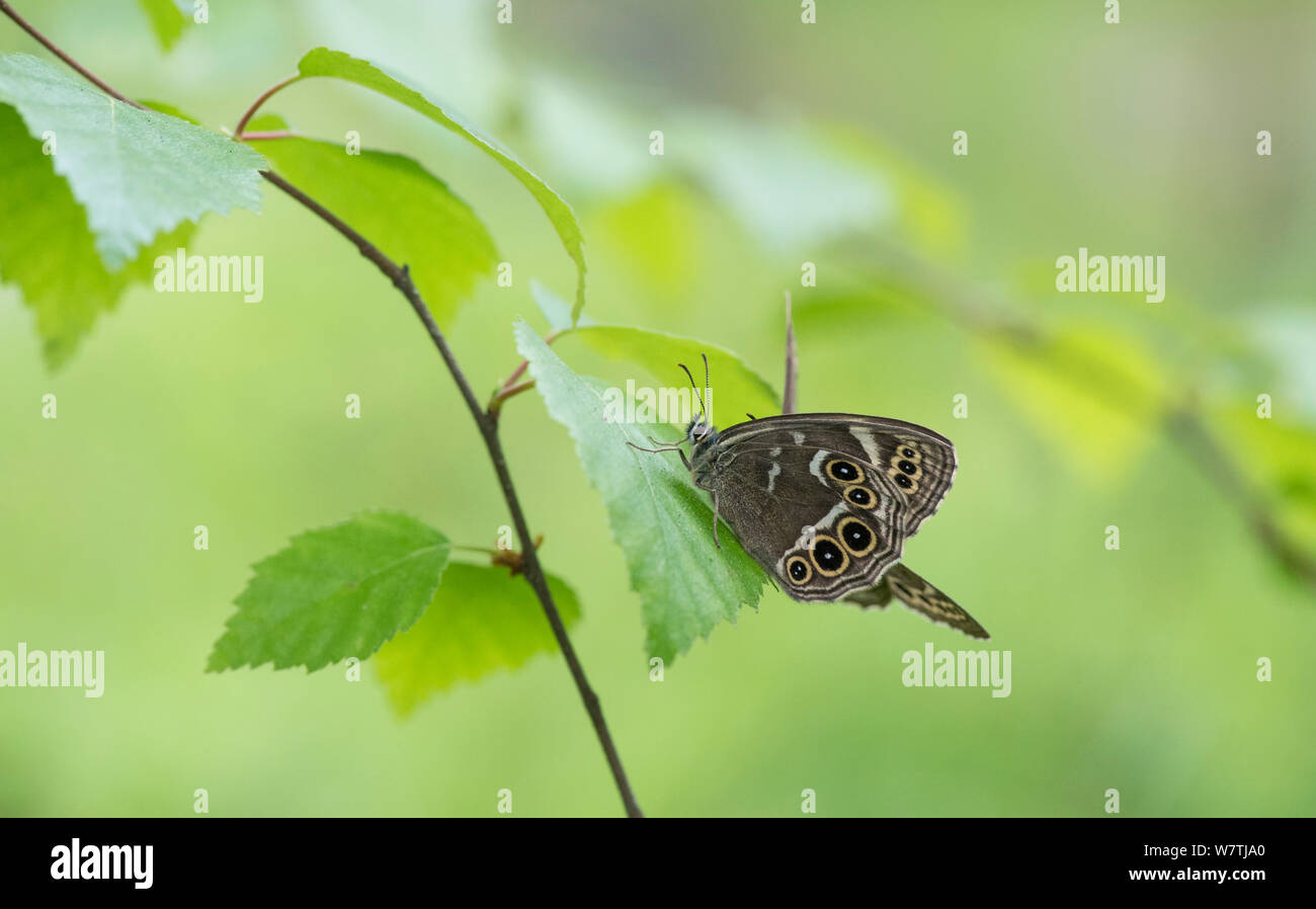 Woodland brown butterfly (Lopinga achine) maschio con femmina, Kanta-Hame, Finlandia meridionale, Giugno. Foto Stock