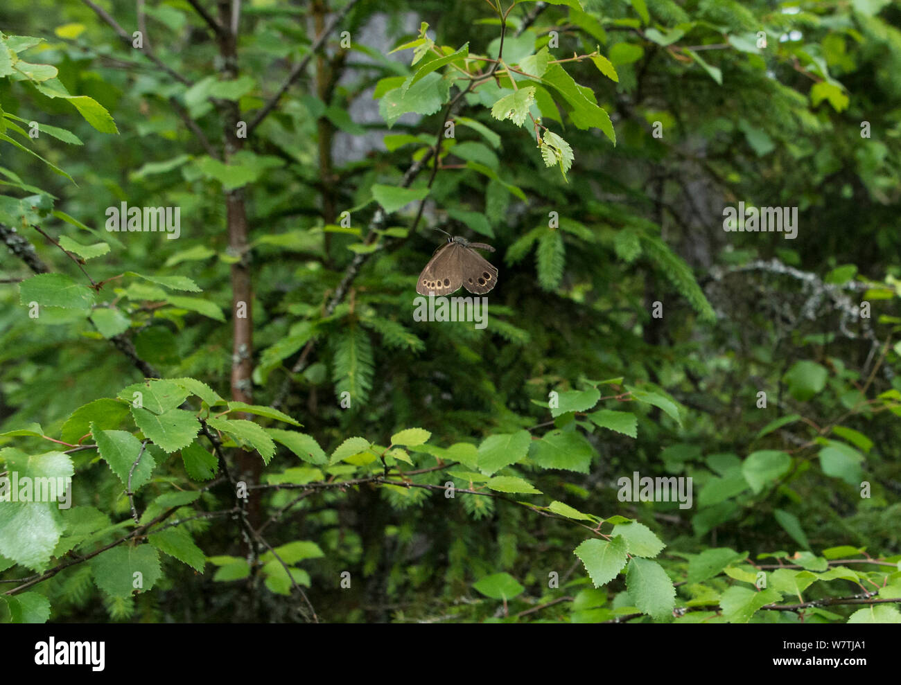 Woodland brown butterfly (Lopinga achine) maschio in volo, Kanta-Hame, Finlandia meridionale, Giugno. Foto Stock