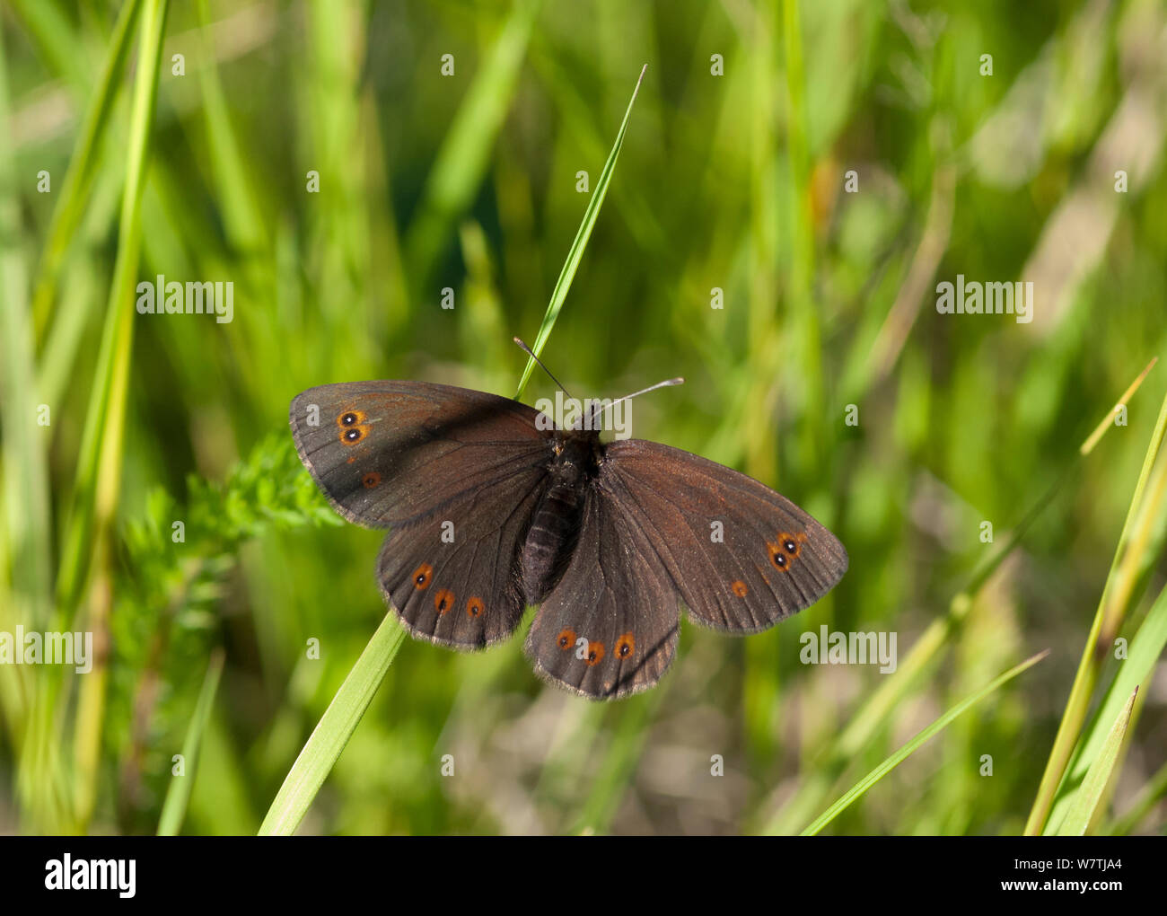 Woodland ringlet butterfly (Erebia medusa ssp. polaris) femmina, Lapponia, Finlandia, Luglio. Foto Stock