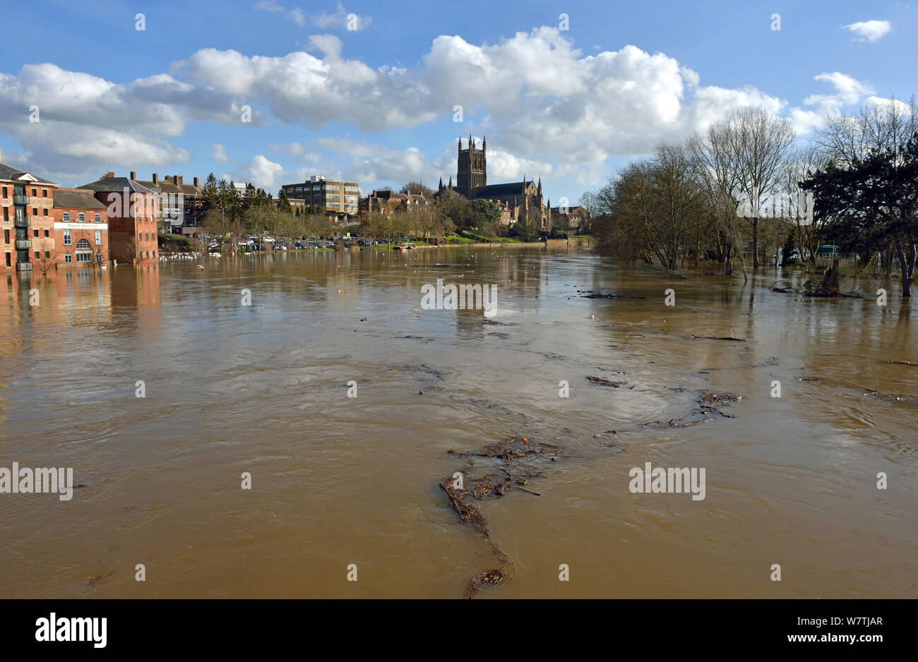 Legno cancellata da Worcester ponte a valle di galleggiamento dopo l'allagamento, Worcestershire, Inghilterra, Regno Unito. Il 16 febbraio 2014. Foto Stock