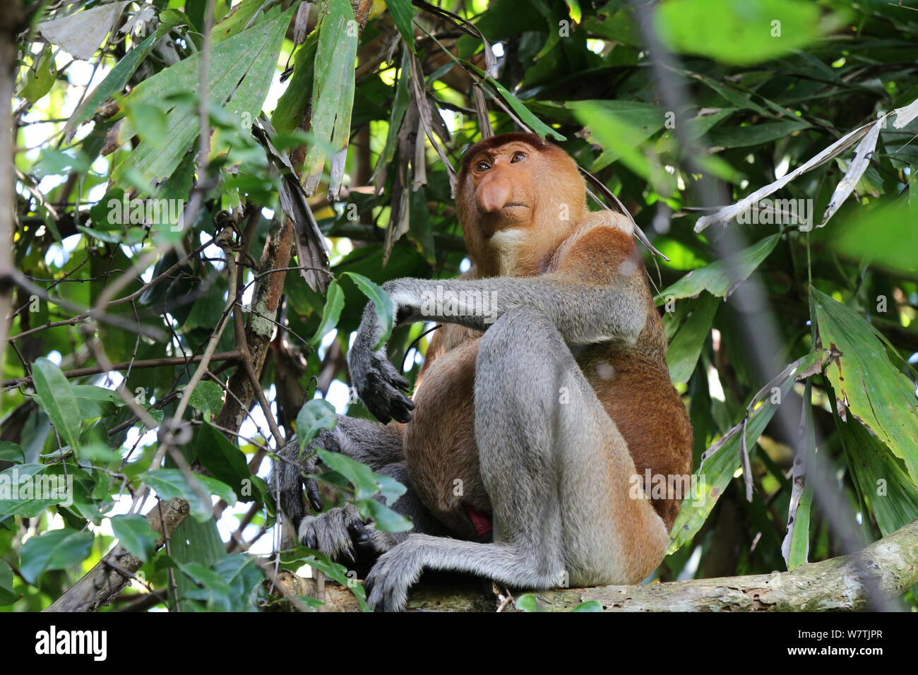 Borneo proboscide Monkey Foto Stock