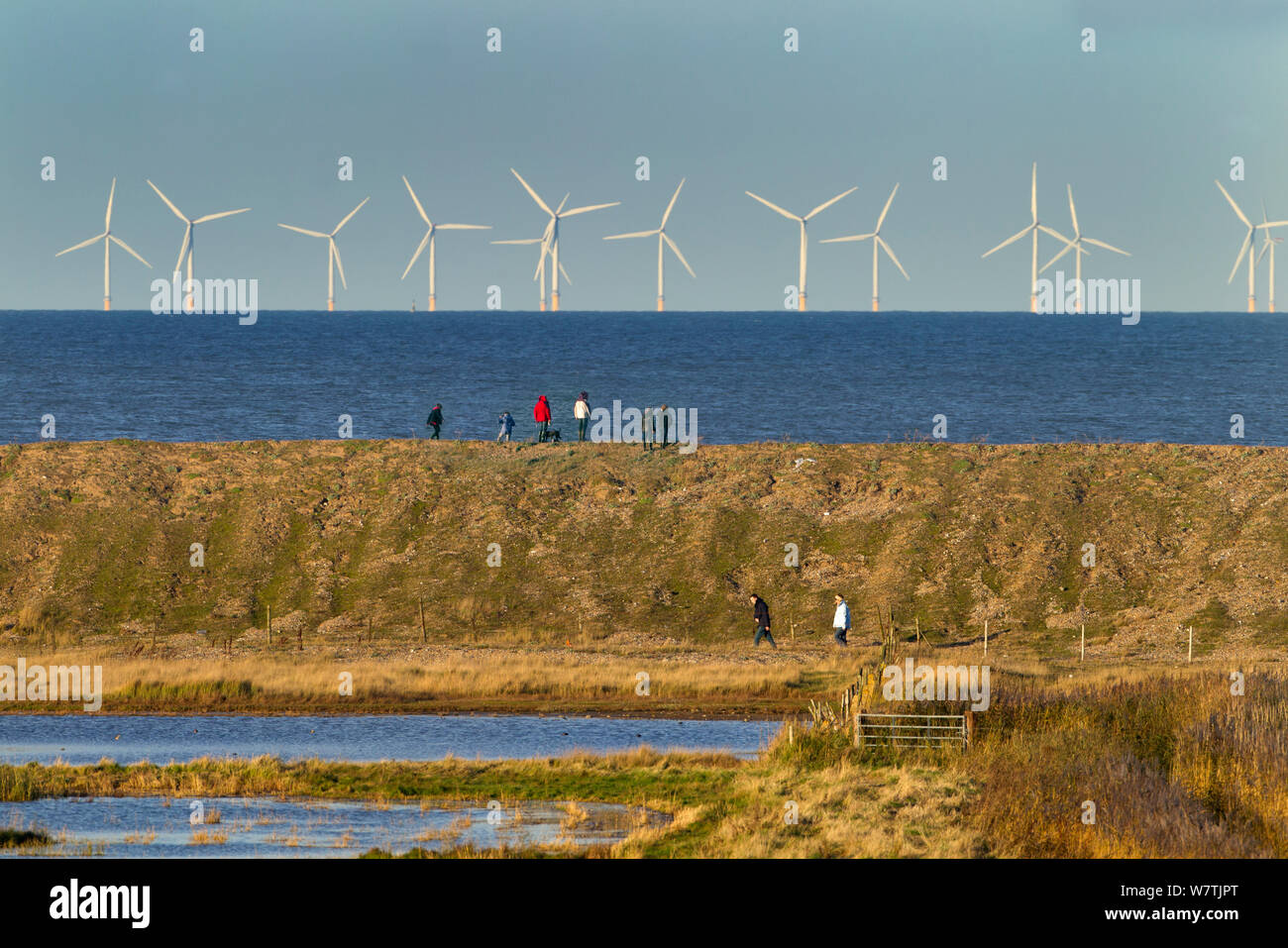 Vista guardando verso Sherringham Shoal per centrali eoliche, con paludi Cley NWT riserva in primo piano, Norfolk, Inghilterra, Regno Unito, novembre 2013. Foto Stock