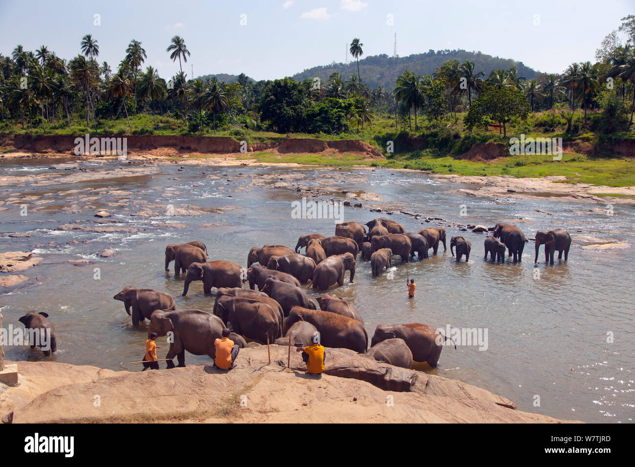 Sri Lanka (elefanti Elephas maximus maximus) da Pinnawala l'Orfanotrofio degli Elefanti di balneazione in Maha Oya fiume con i loro accompagnatori nelle vicinanze, parte di un sistema gestito dal governo dello Sri Lanka Dipartimento di fauna selvatica, Sri Lanka. Foto Stock