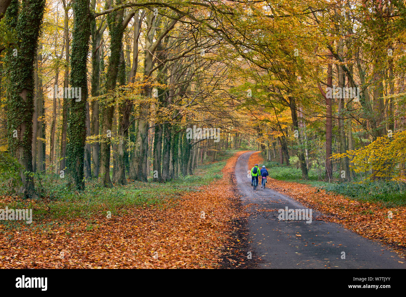 Due persone in bicicletta lungo una corsia di marcia attraverso il bosco autunnale, Holkham, Norfolk, Inghilterra, Regno Unito, novembre. Foto Stock
