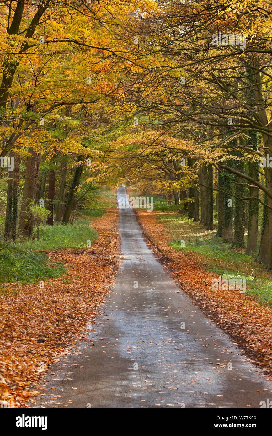 Vista lungo una corsia di marcia attraverso il bosco autunnale, Holkham, Norfolk, Inghilterra, Regno Unito, novembre. Foto Stock