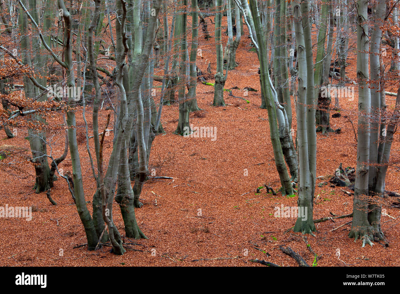 Comune di alberi di faggio (Fagus sylvatica), alla Foresta di Epping Essex, Inghilterra, Regno Unito, dicembre. Foto Stock