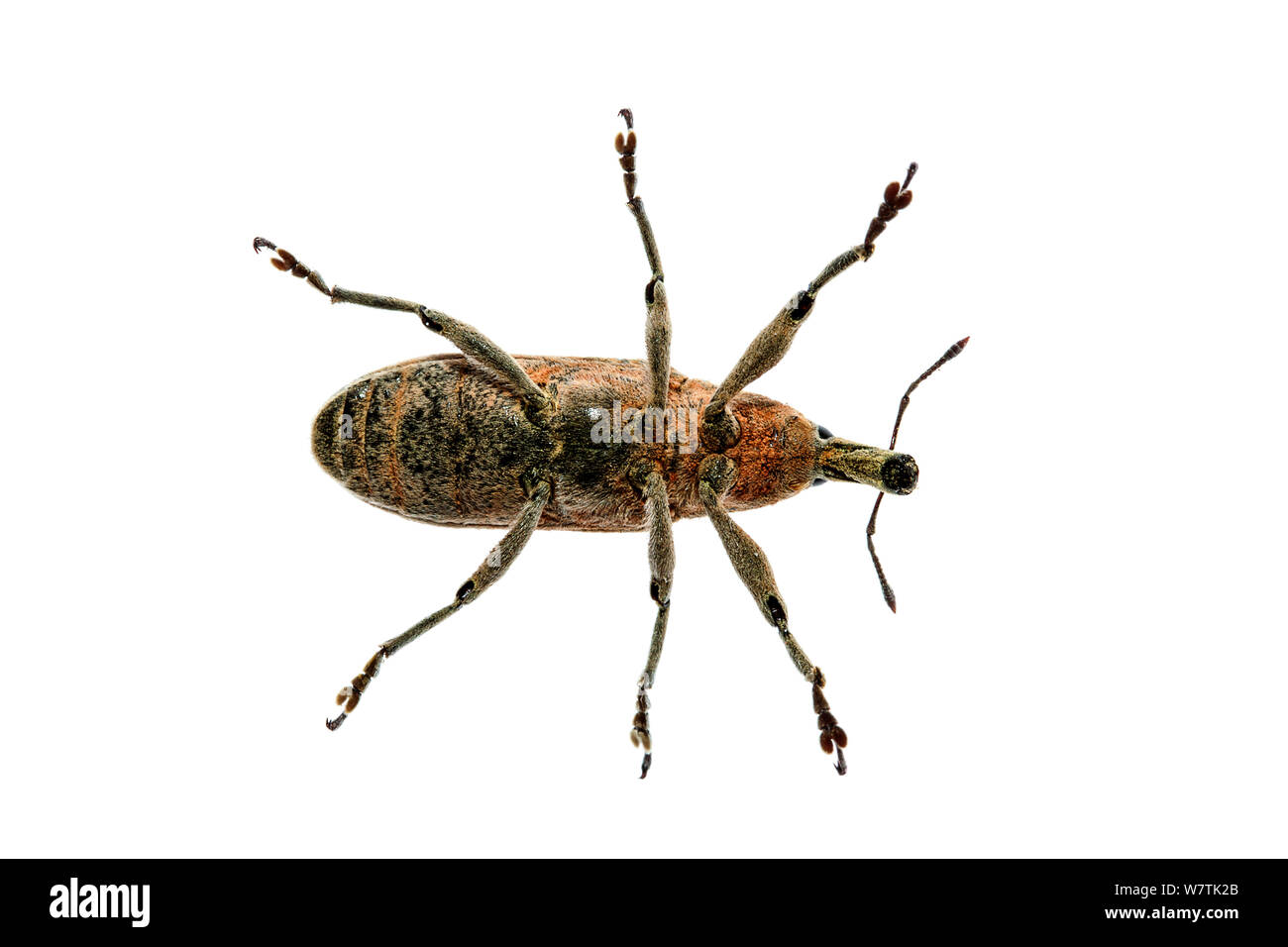 Curculione beetle (Lixus sp.), Creta, Grecia. Progetto Meetyourneighbors.net Foto Stock
