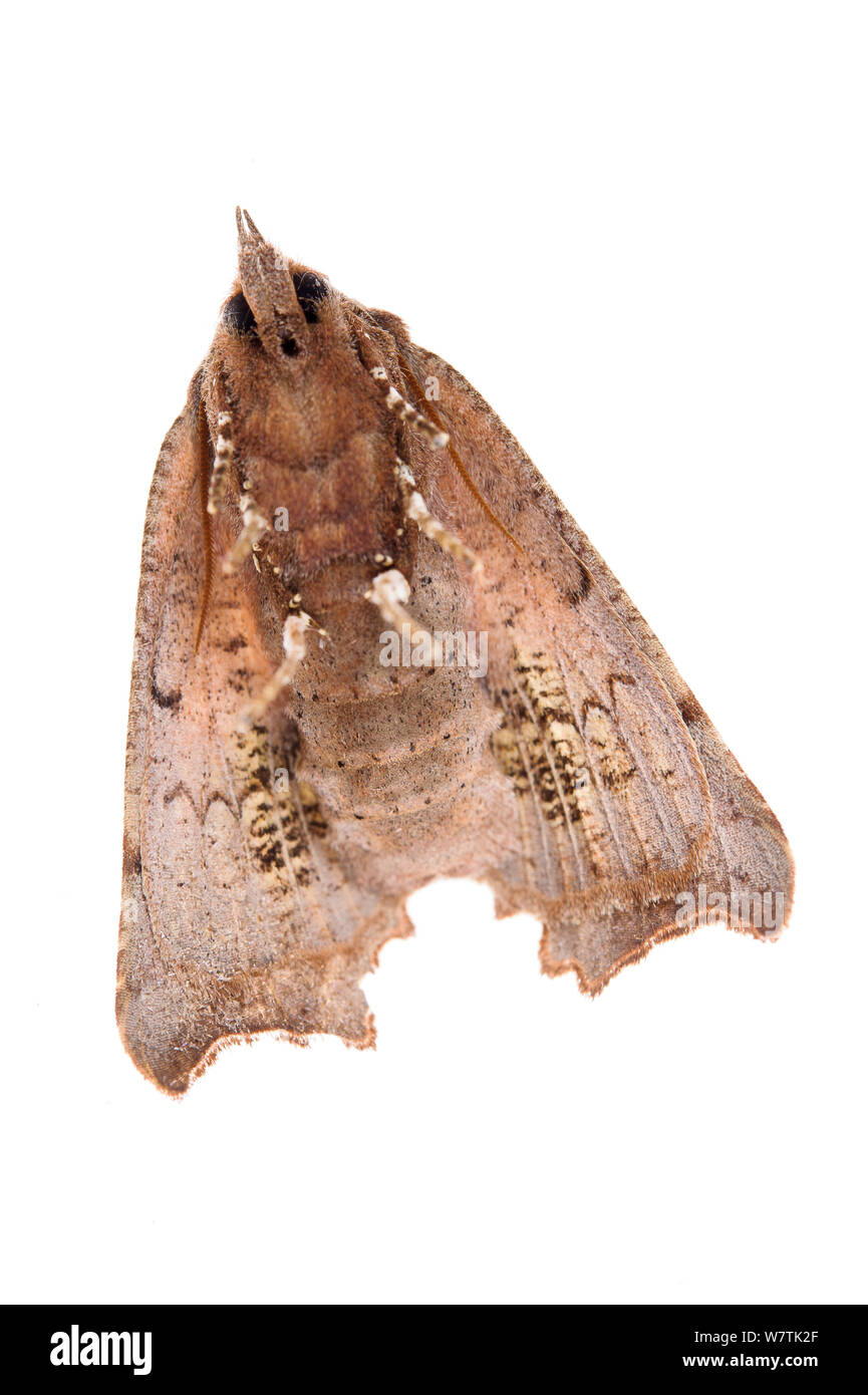 Grotta tarma (Scoliopterix libatrix) adulto, vista ventrale, Busalla, Italia, Febbraio. Progetto Meetyourneighbors.net Foto Stock