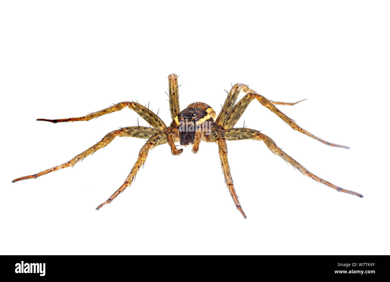 Fen zattera Spider (Dolomedes plantarius) femmina adulta, Valenza, Italia, Ottobre. Progetto Meetyourneighbors.net Foto Stock