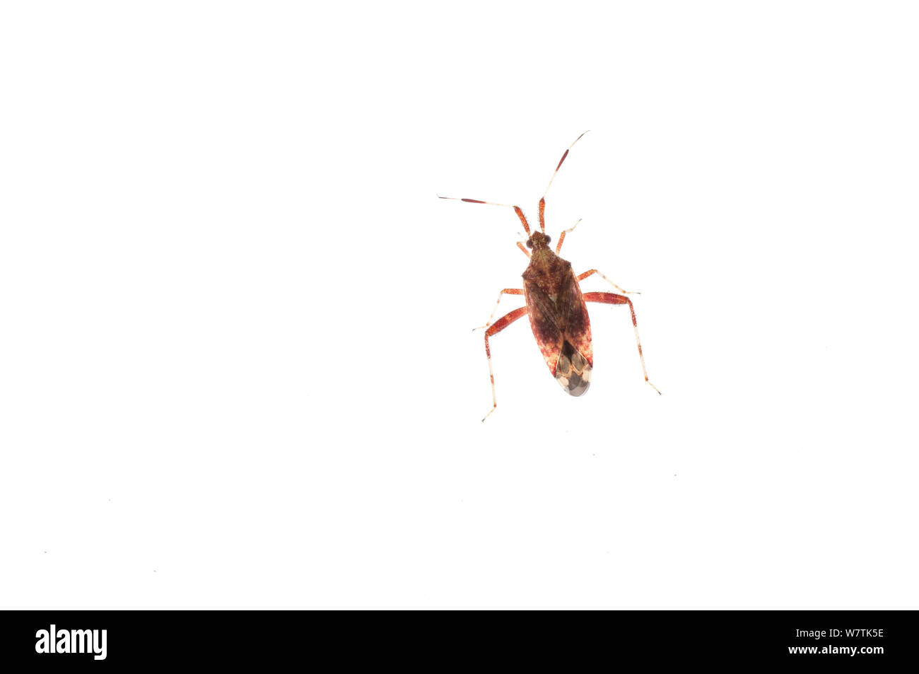 Impianto offuscata bug (Neurocolpus nubilus) Owings Mills, nel Maryland, Giugno. Progetto Meetyourneighbors.net Foto Stock