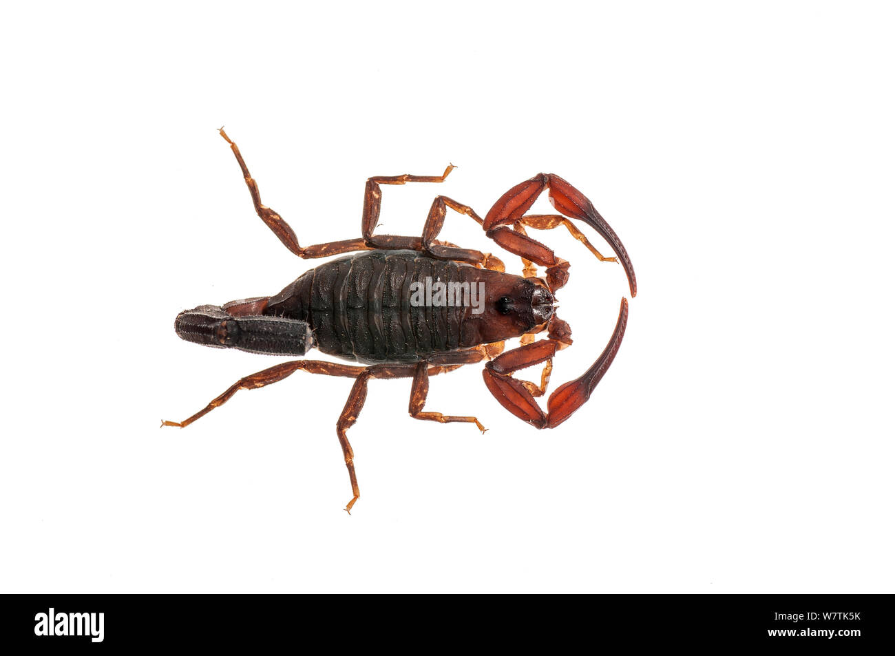 Scorpion (Buthidae) Iwokrama, Guyana. Progetto Meetyourneighbors.net Foto Stock