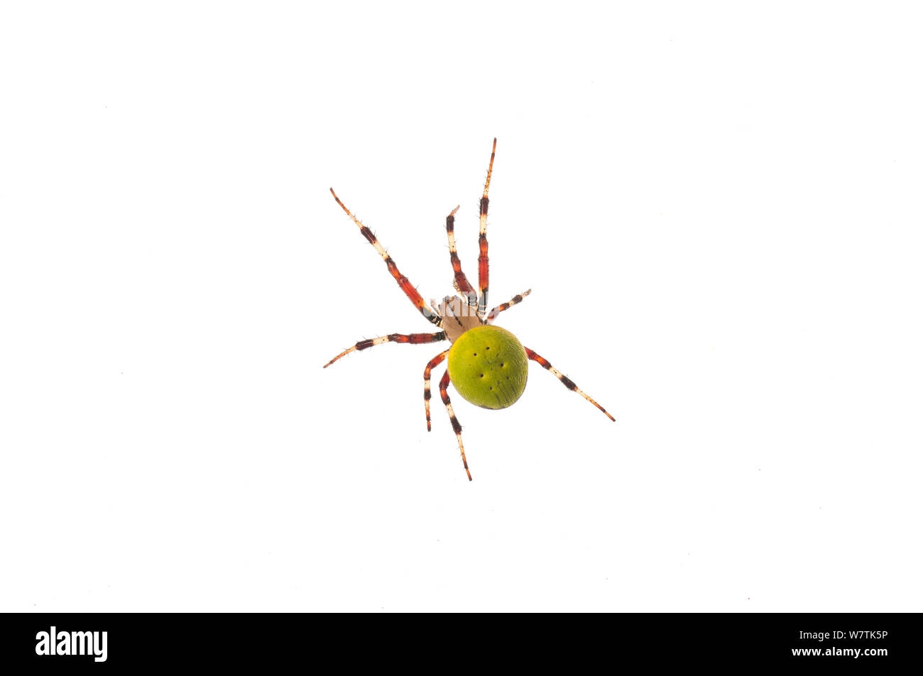 Neotropical orbweaver spider (Eriophora sp.), Surama Guyana. Progetto Meetyourneighbors.net Foto Stock