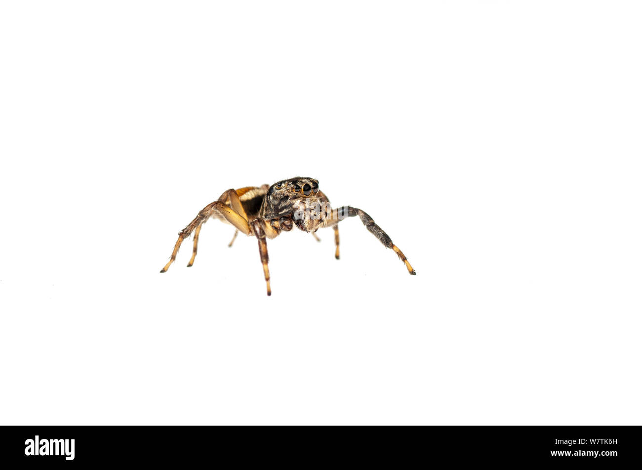Jumping spider (Salticidae) Iwokrama, Guyana. Progetto Meetyourneighbors.net Foto Stock