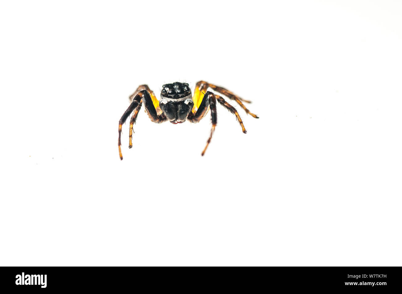 Jumping spider (Salticidae) Kanuku montagne, Guyana. Progetto Meetyourneighbors.net Foto Stock