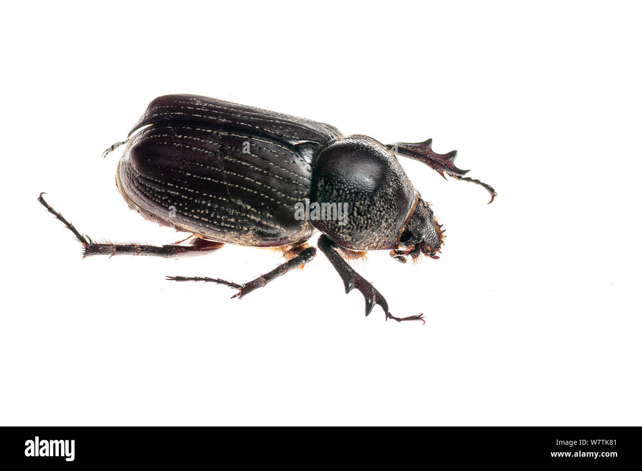 Scarabeo scarabeo Podischnus (sp) Iwokrama, Guyana. (Andrew Snyder Meetyourneighbors.net progetto Foto Stock