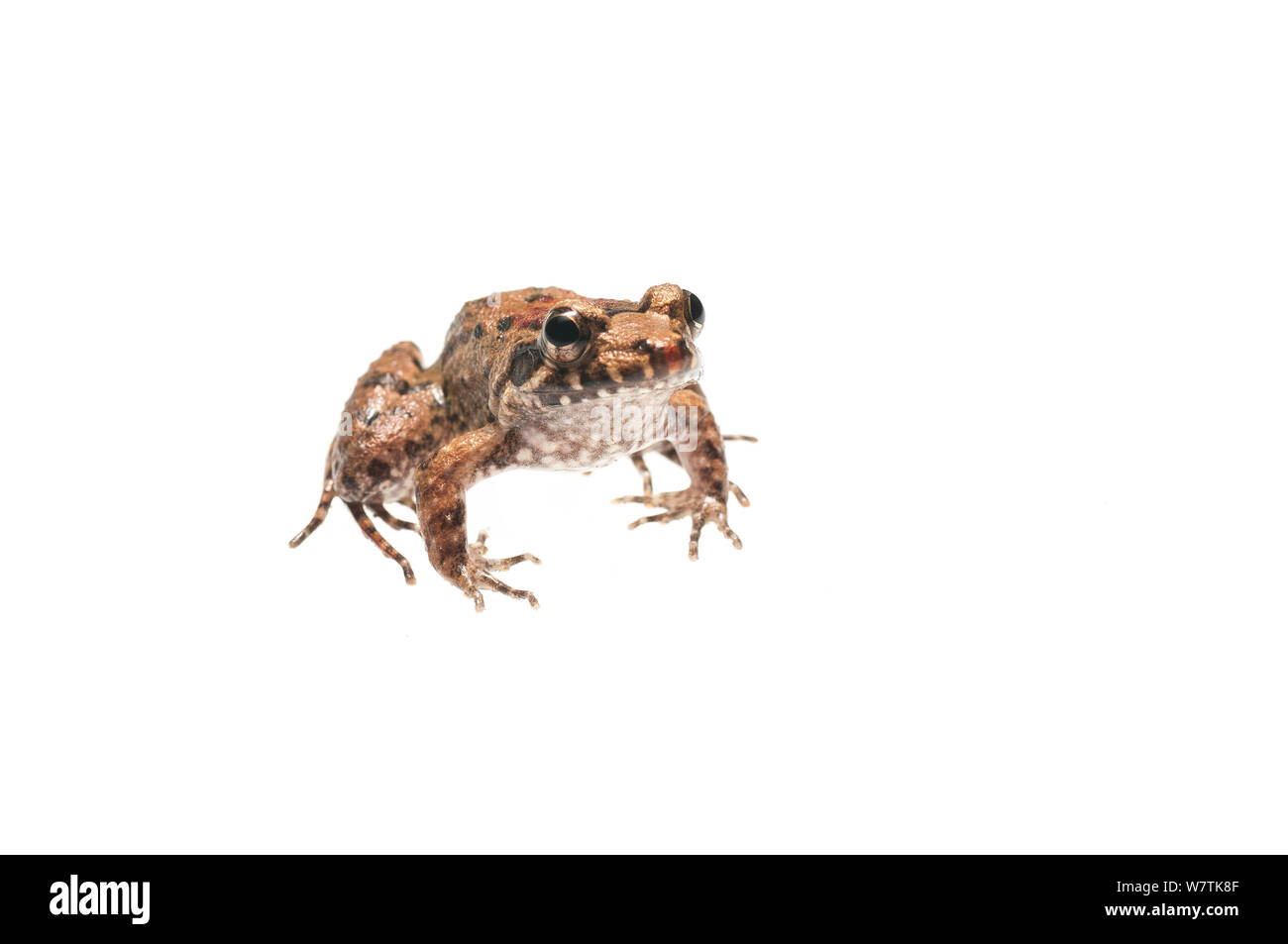 Peter&#39;s jungle frog (Leptodactylus petersii) Iwokrama, Guyana. Progetto Meetyourneighbors.net Foto Stock