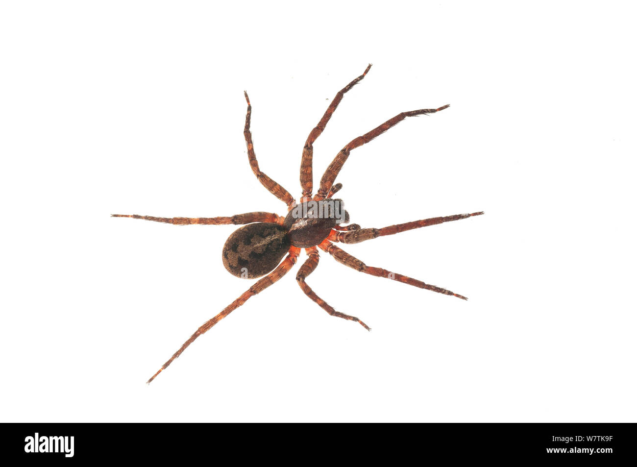 Il ragno errante Ctenus (sp) Surama, Guyana. Progetto Meetyourneighbors.net Foto Stock