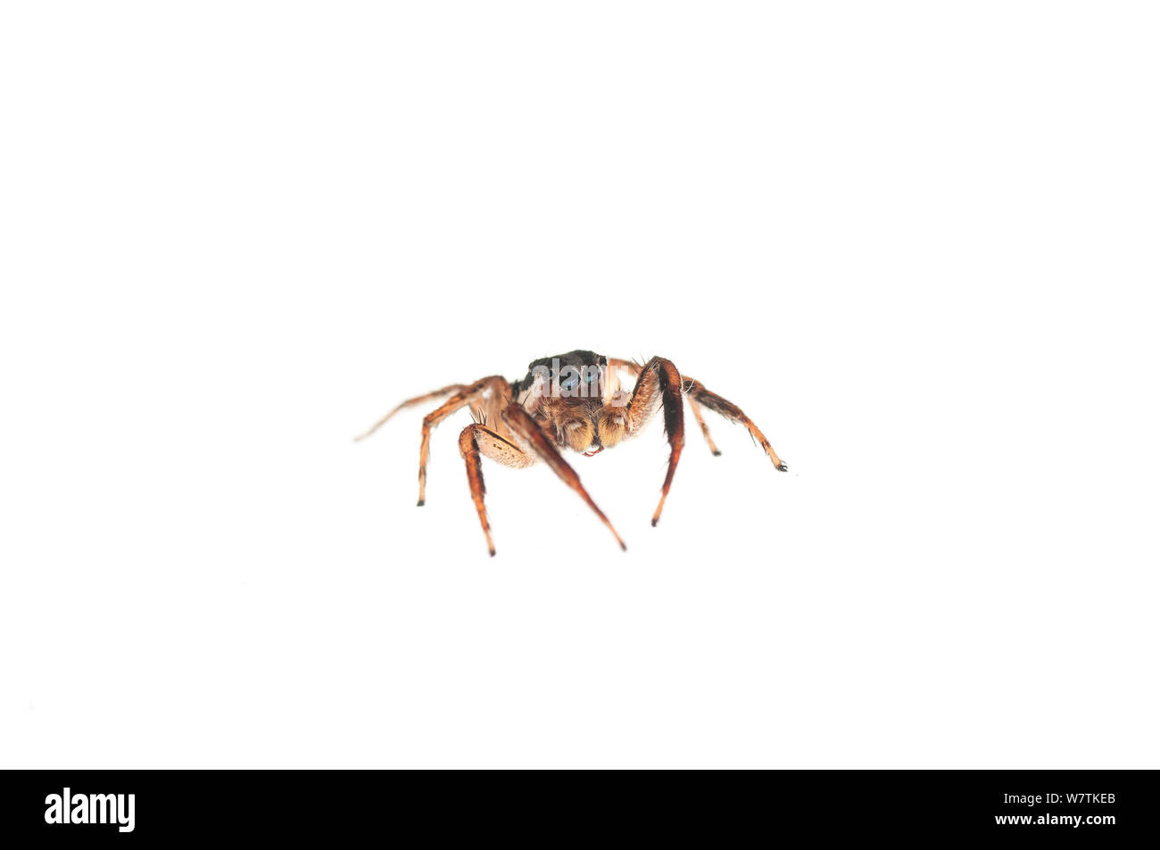 Jumping spider (Salticidae) Iwokrama, Guyana. Progetto Meetyourneighbors.net Foto Stock