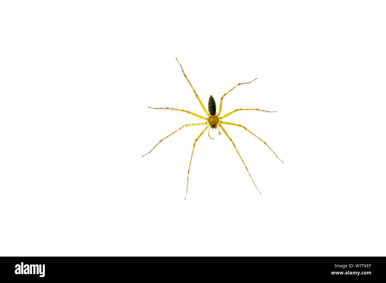 Vivaio spider web (Thaumasia sp.), Iwokrama Guyana. Progetto Meetyourneighbors.net Foto Stock