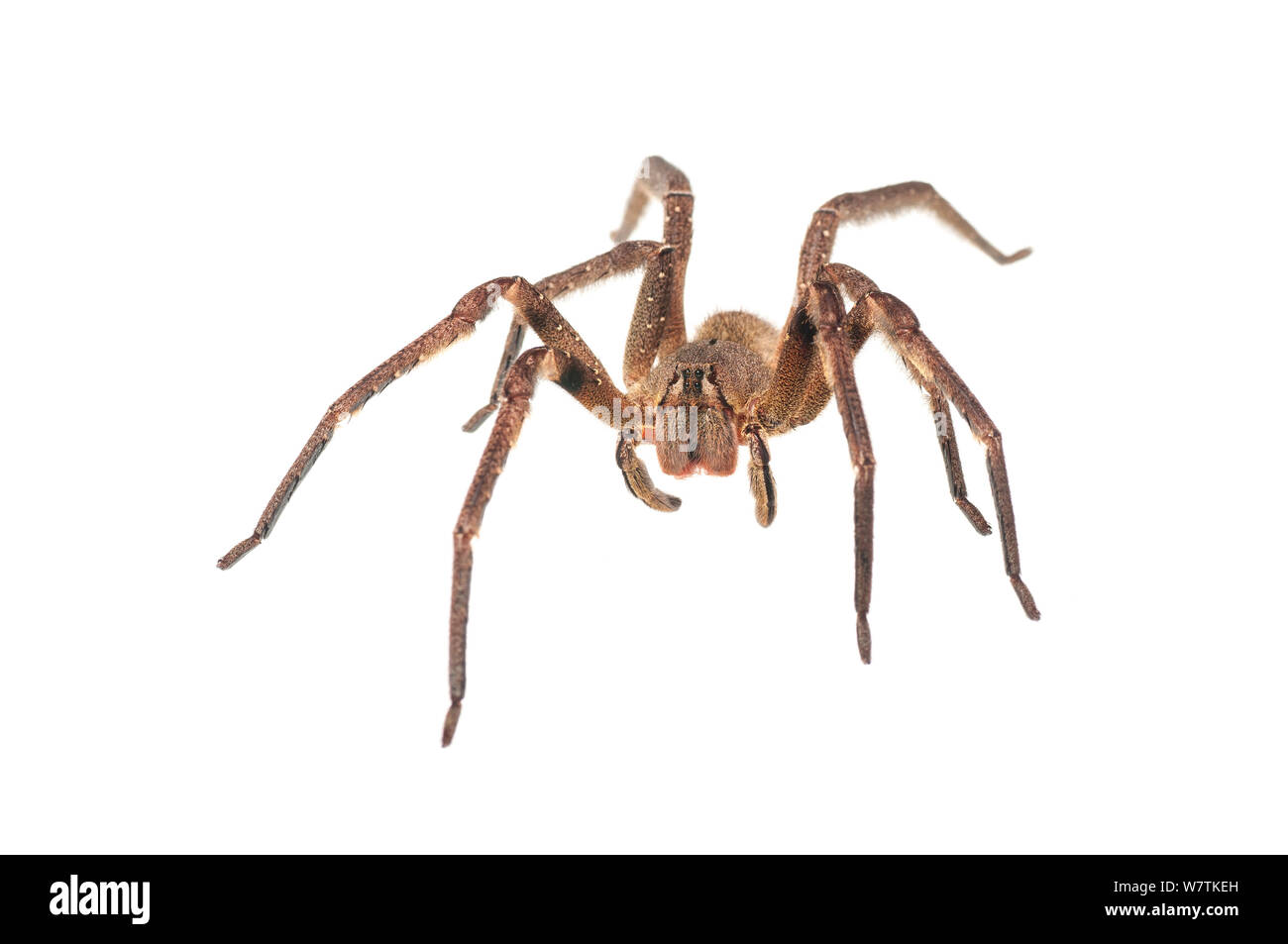Girovagando spider (Phoneutria sp.), Iwokrama Guyana. (Andrew Snyder Meetyourneighbors.net progetto Foto Stock