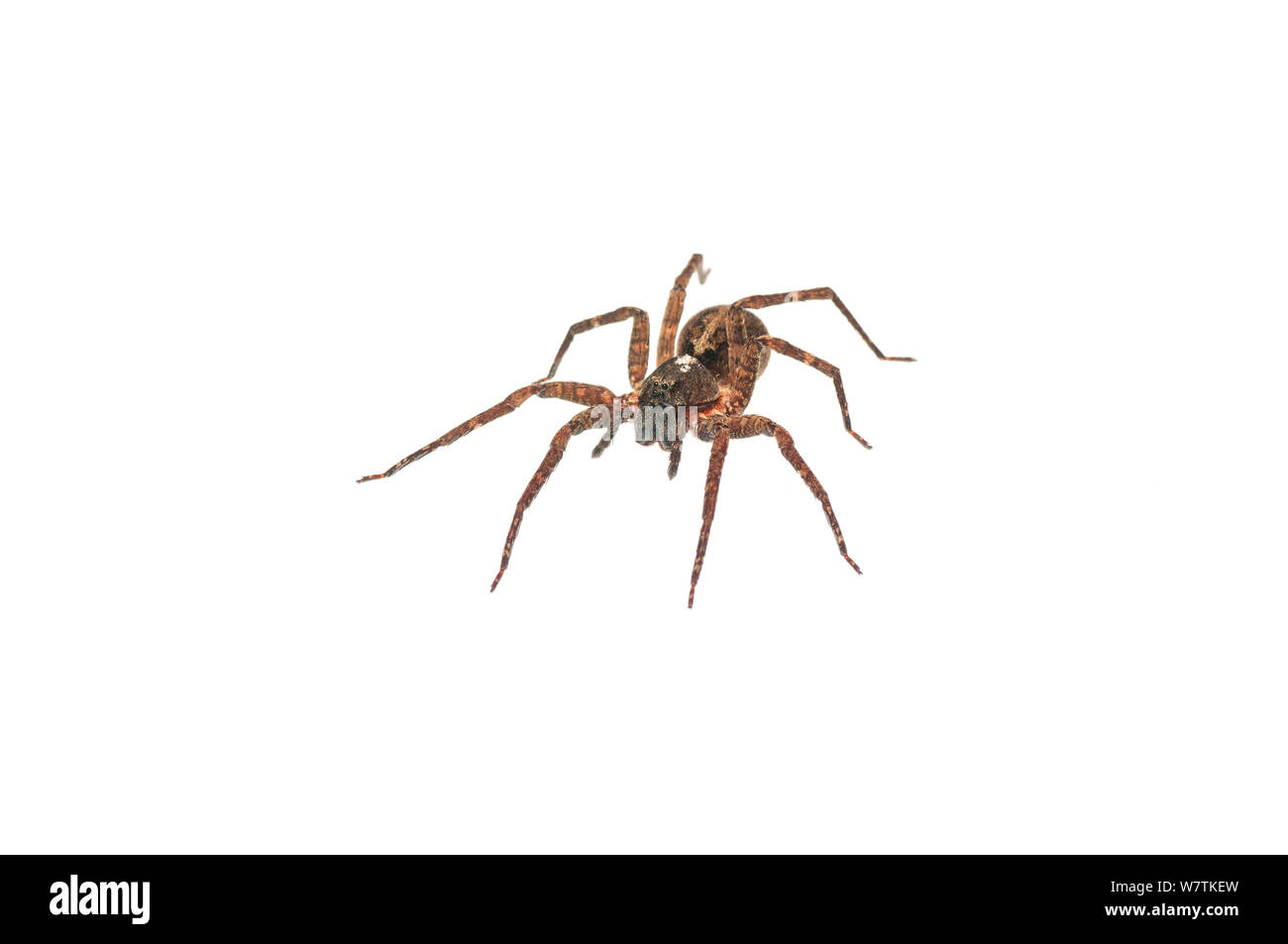 Girovagando spider (Ctenus sp.), Surama Guyana. Progetto Meetyourneighbors.net Foto Stock