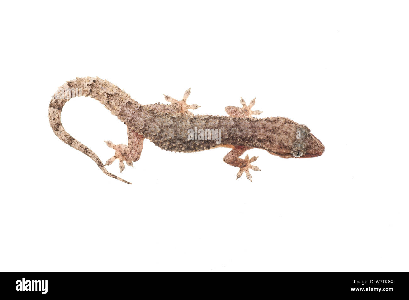 Casa gecko (Hemidactylus palaichthus) Kusad Mountain, Guyana. Progetto Meetyourneighbors.net Foto Stock