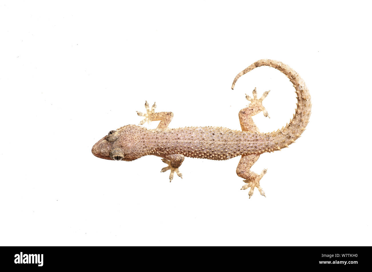 Casa gecko (Hemidactylus palaichthus) Kusad Mountain, Guyana. Progetto Meetyourneighbors.net Foto Stock