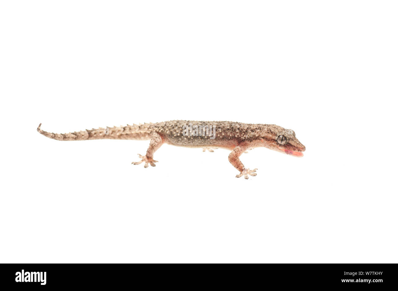 Casa gecko (Hemidactylus palaichthus) Kusad Mountain, Guyana. Progetto Meetyourneighbors.net Foto Stock