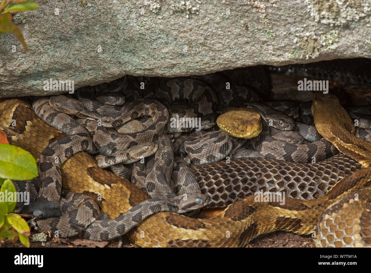 Legname rattlesnake (Crotalus horridus) femmine e giovani bambini, Pennsylvania, USA, settembre. Foto Stock