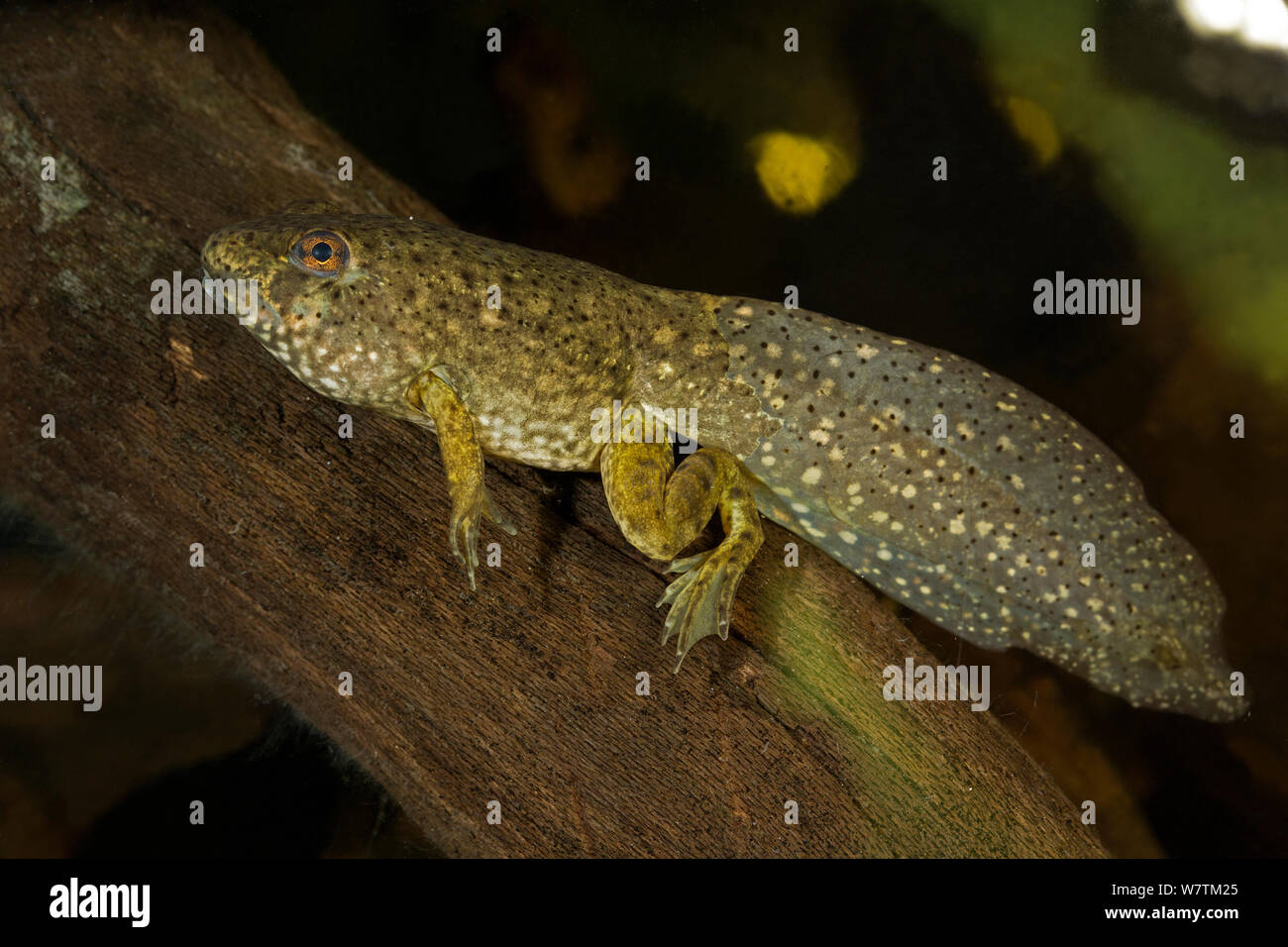 Bullfrog girino (Rana catesbiana) New York, USA, Giugno. Foto Stock